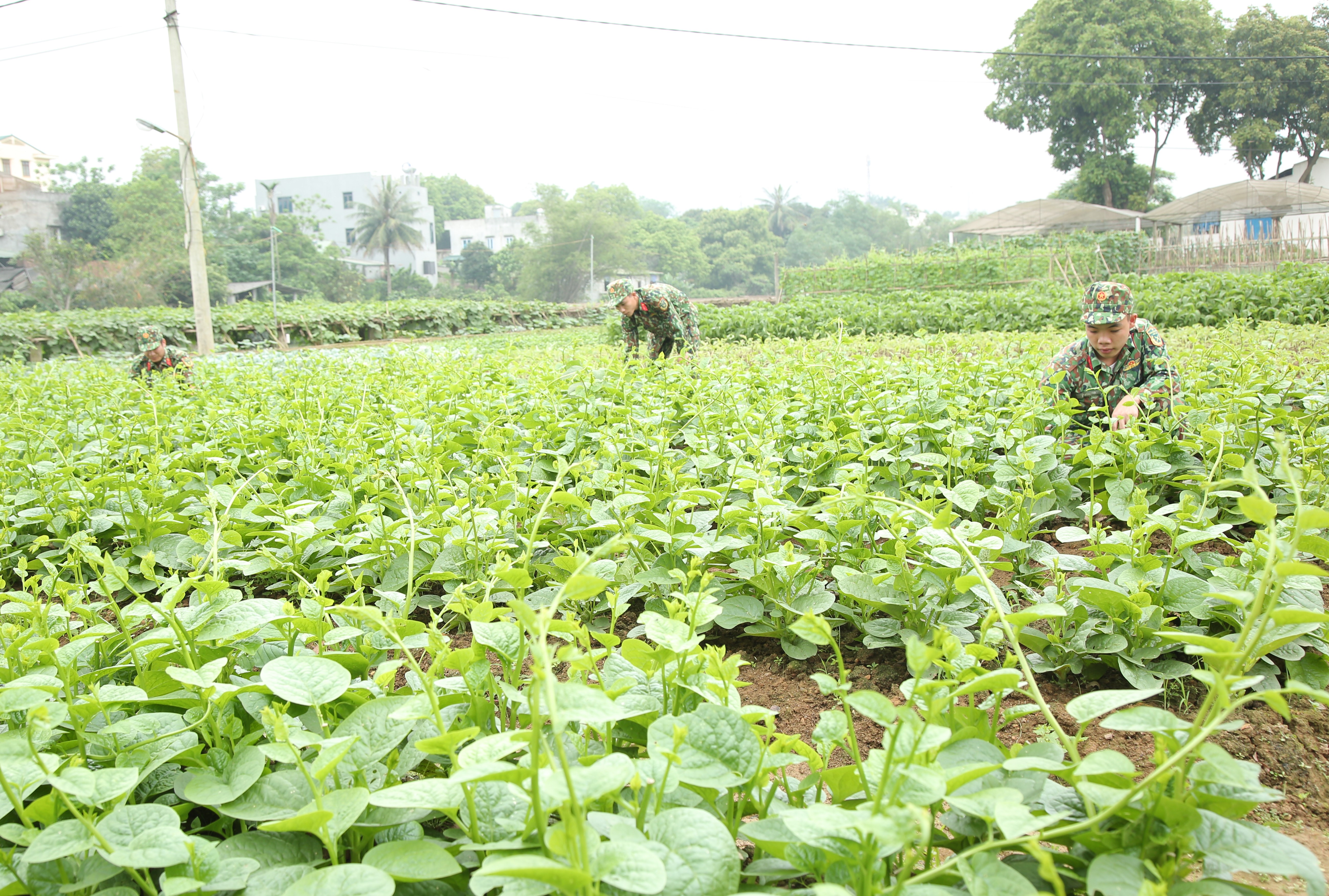 Hiệu quả từ tổ chức tăng gia sản xuất khoa học